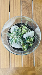 A glass terrarium containing several small succulent plants is placed on a wooden surface. The plants are surrounded by soil and include a variety of green hues, some with thick fleshy leaves and others with long thin leaves.