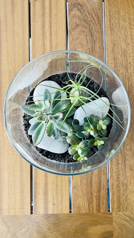 A glass terrarium containing several small succulent plants is placed on a wooden surface. The plants are surrounded by soil and include a variety of green hues, some with thick fleshy leaves and others with long thin leaves.