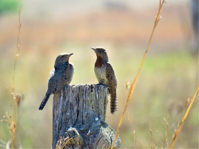 brown and gray bird on brown wooden log
