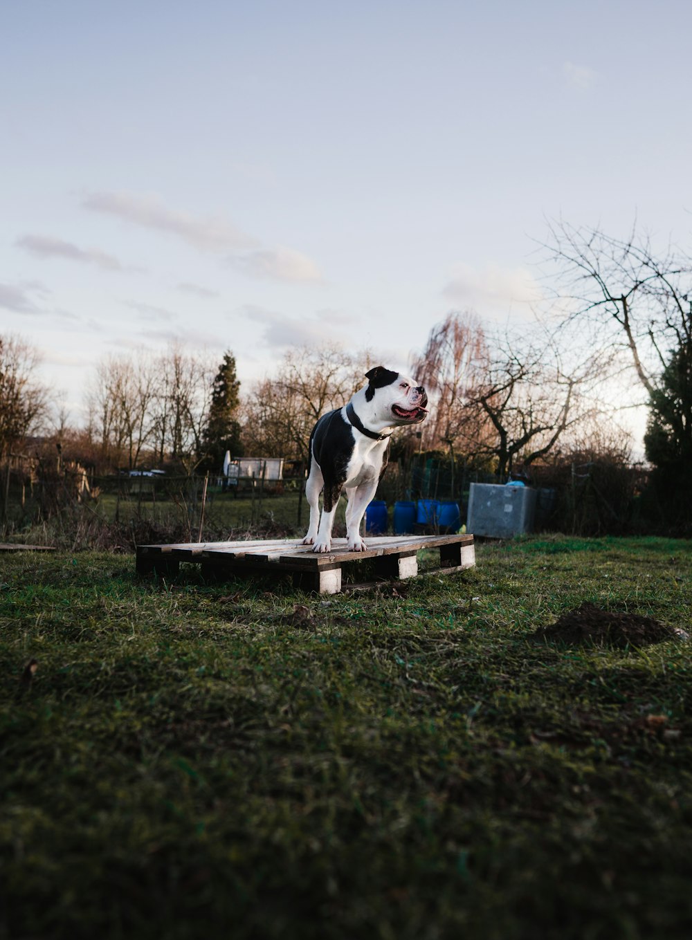 black and white short coated dog on brown wooden bench