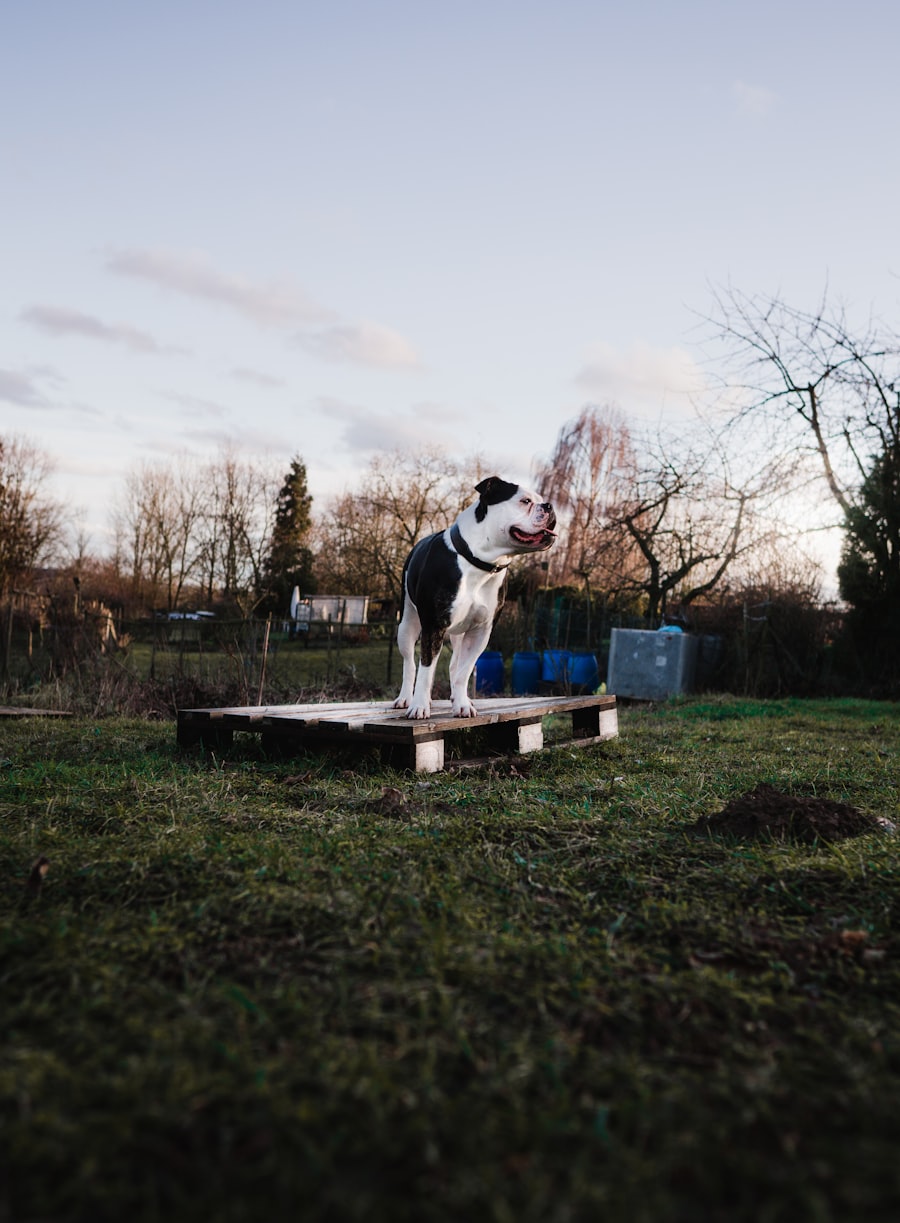 A focused dog standing on a training perch with front paws planted, shifting hind feet during a pivot training session