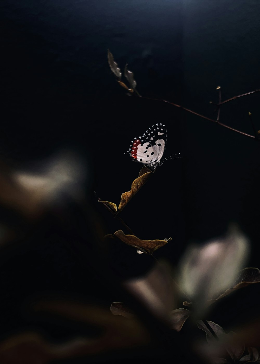 black and white butterfly perched on brown flower