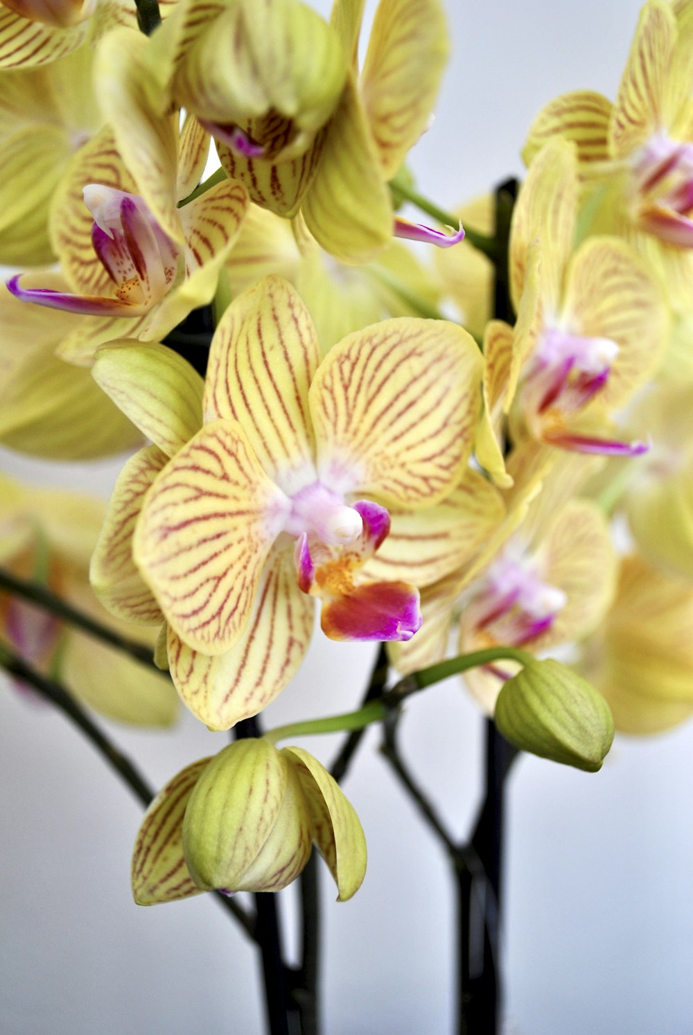 yellow and pink moth orchids in bloom during daytime