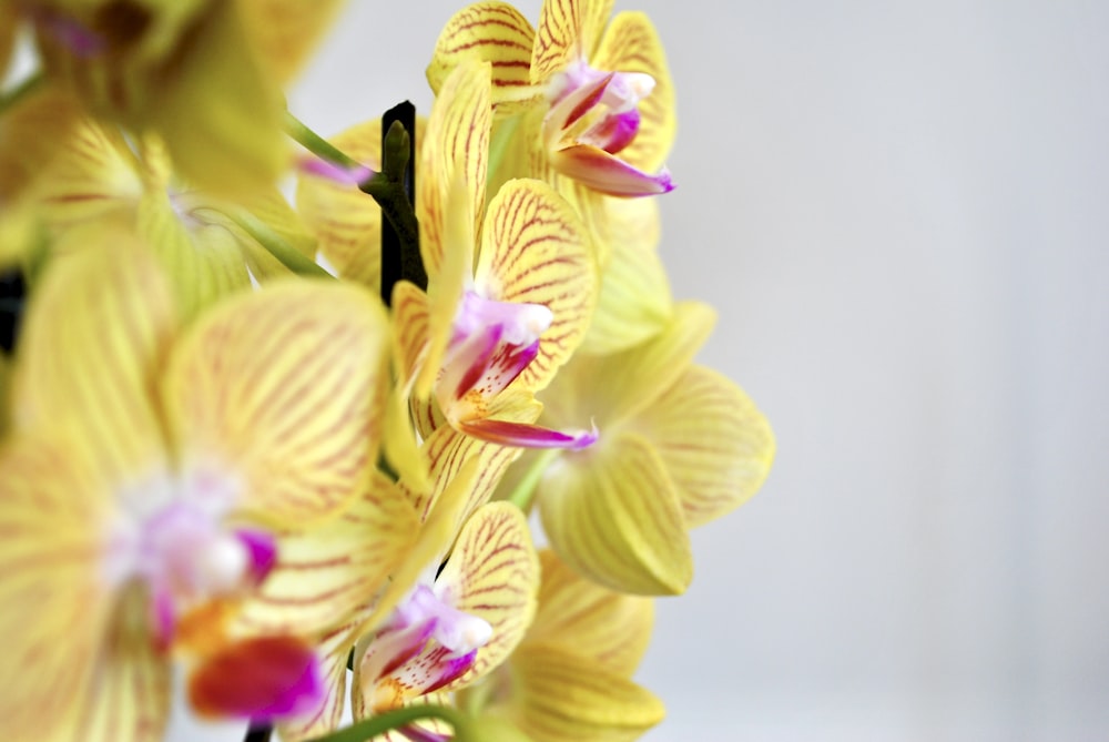 yellow and pink moth orchids in bloom close up photo
