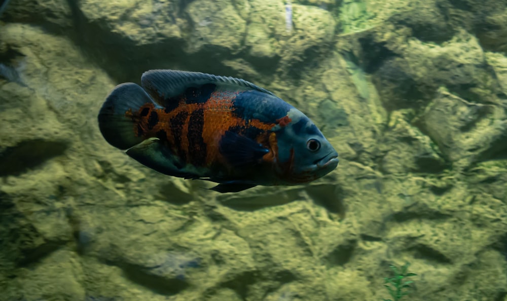 blue and orange fish on water