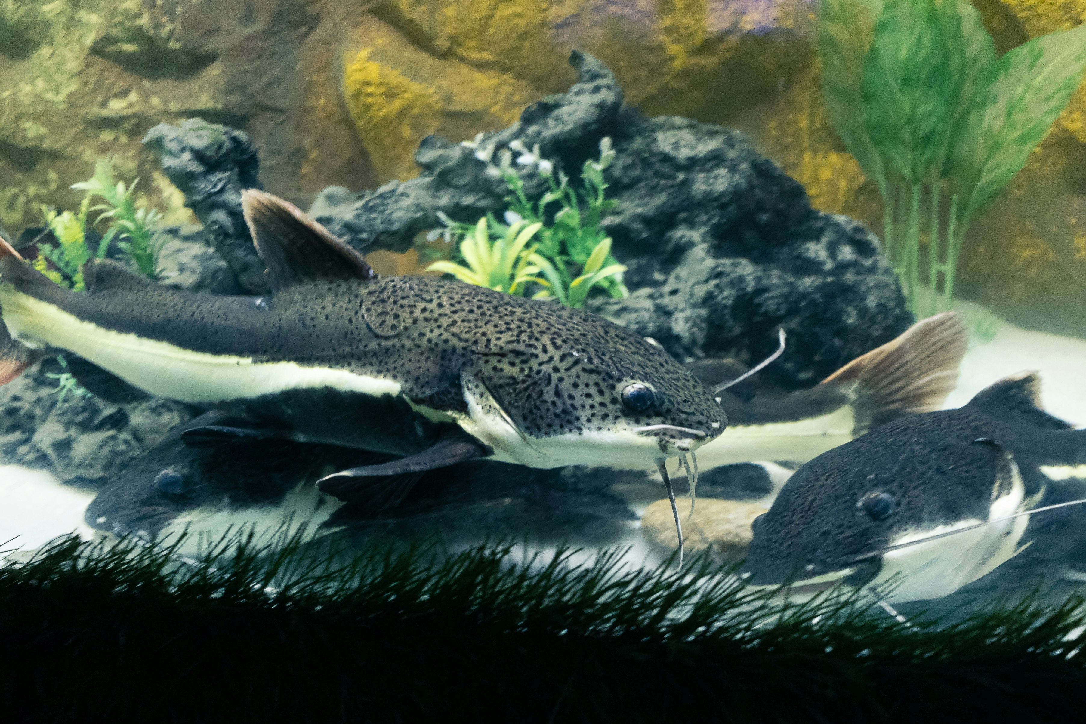 black and white fish in fish tank