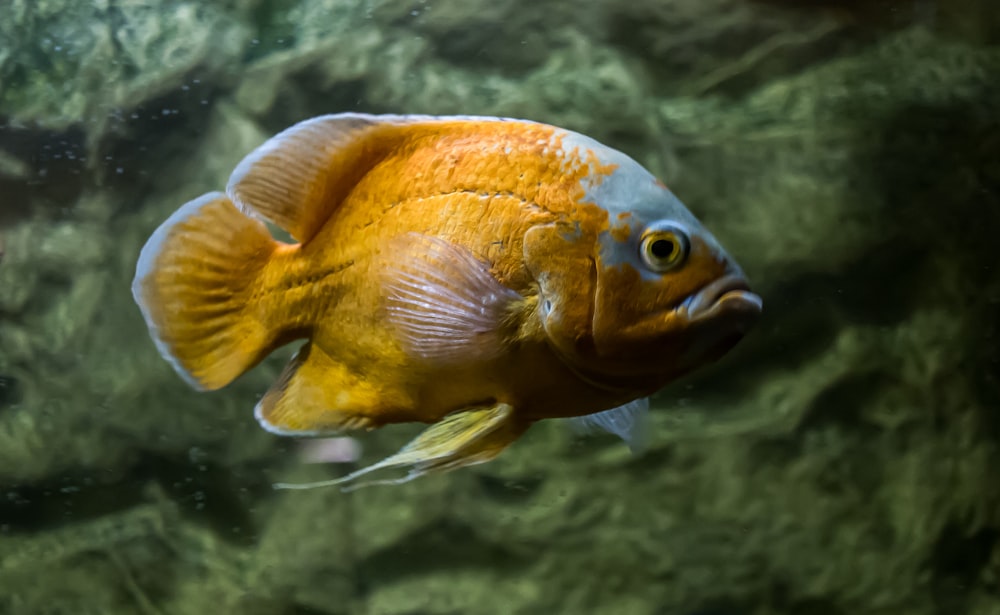 orange and silver fish in water