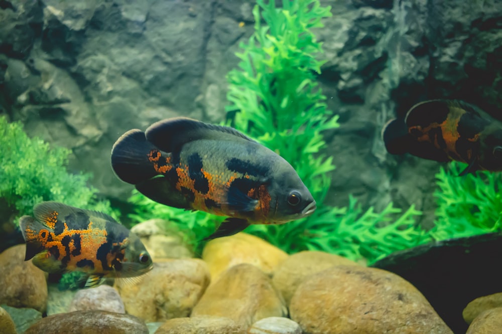 black and yellow fish in fish tank