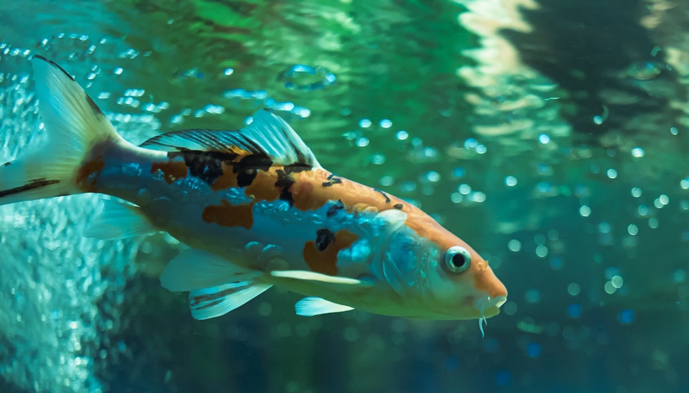 orange and white fish in water