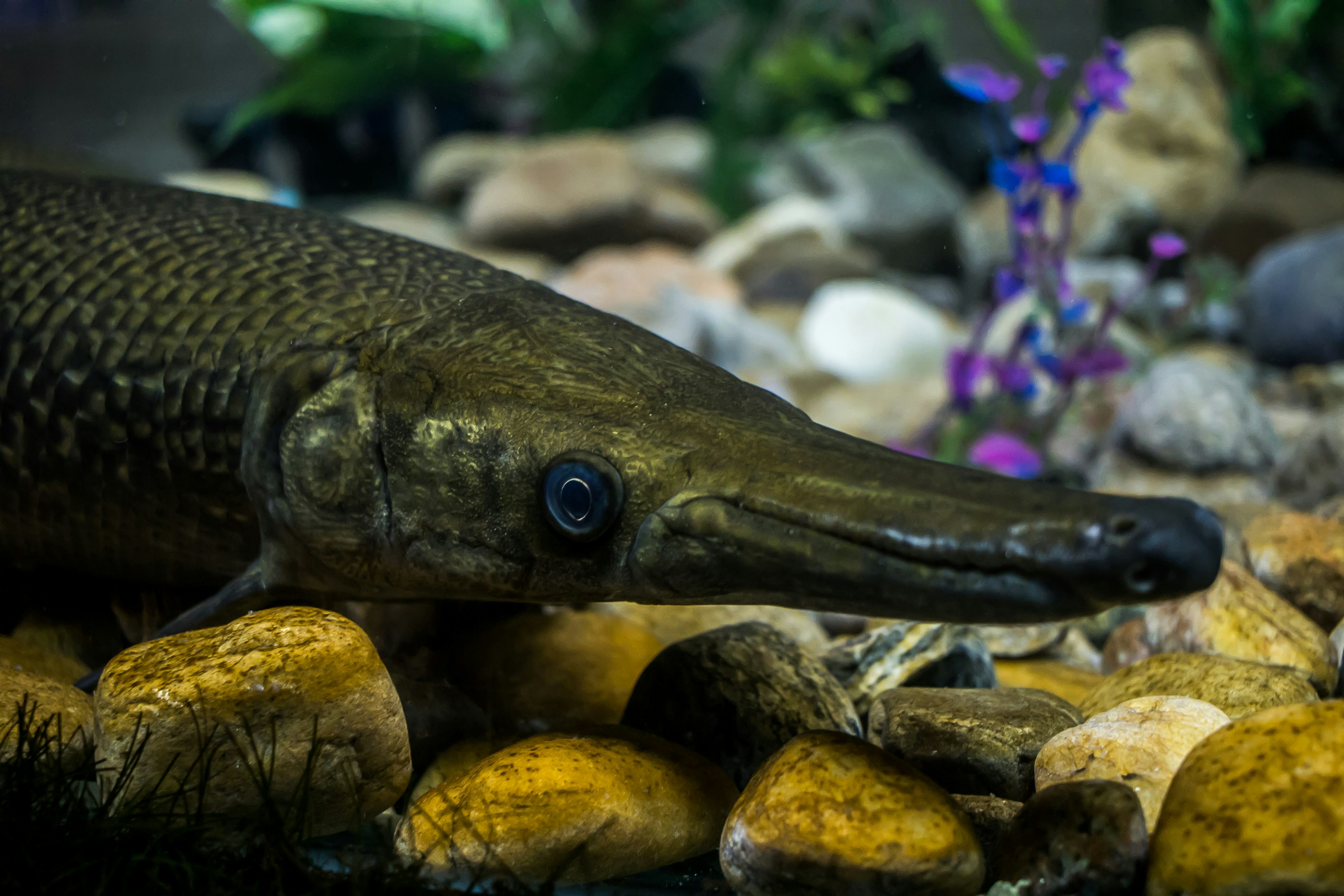 ikan coklat dan abu-abu di bebatuan coklat dan abu-abu