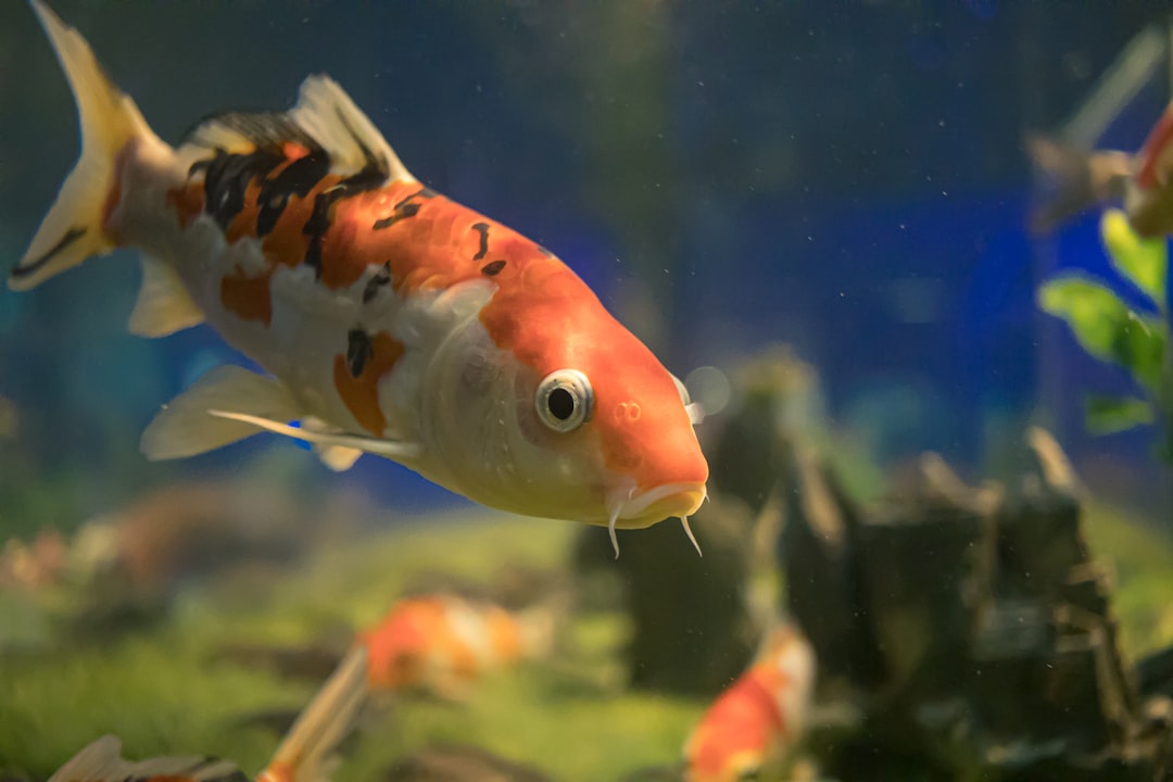 orange and white fish in water