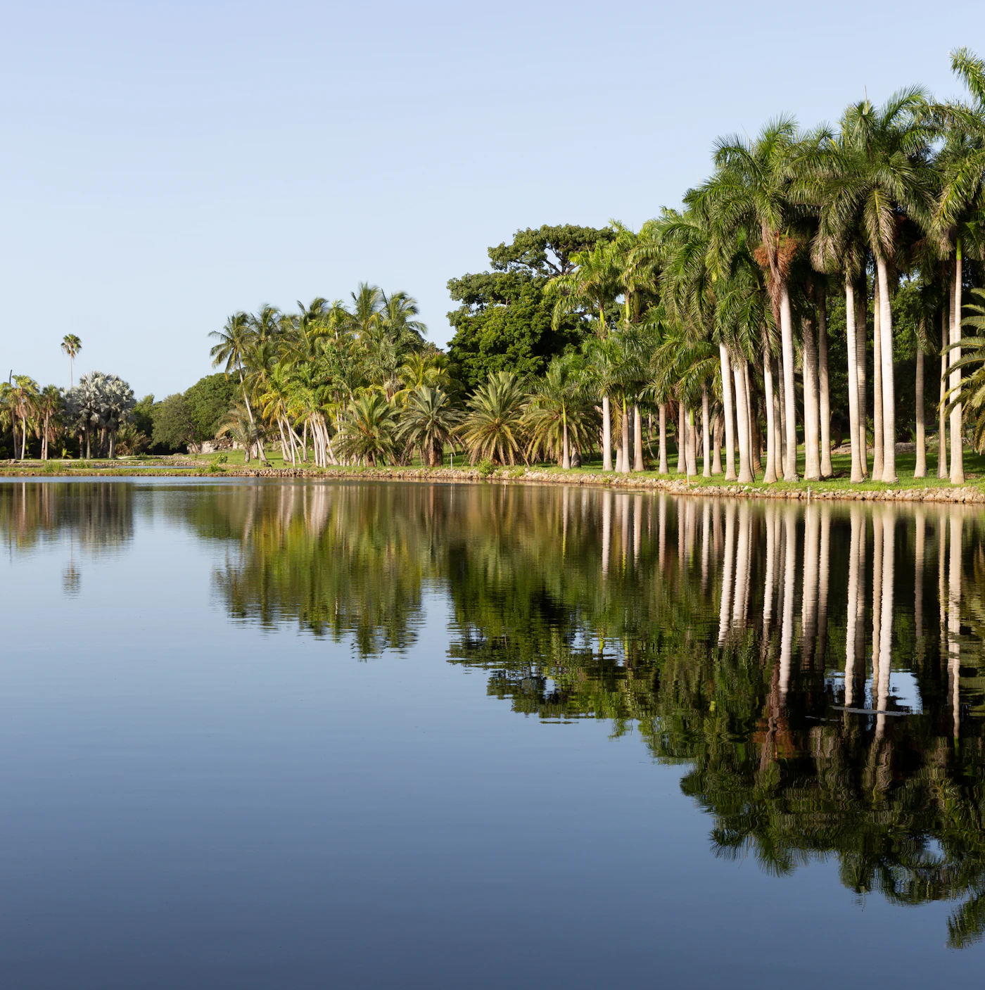 Royal palms reflected in still water. South Florida’s gardens and parks are some of the best free places to spend sober time.