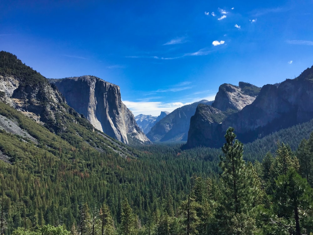 pinos verdes cerca de la montaña bajo el cielo azul durante el día