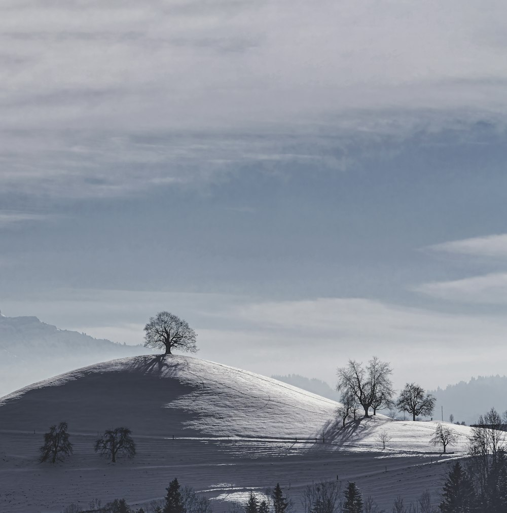 árvores nuas no solo coberto de neve sob o céu nublado branco durante o dia