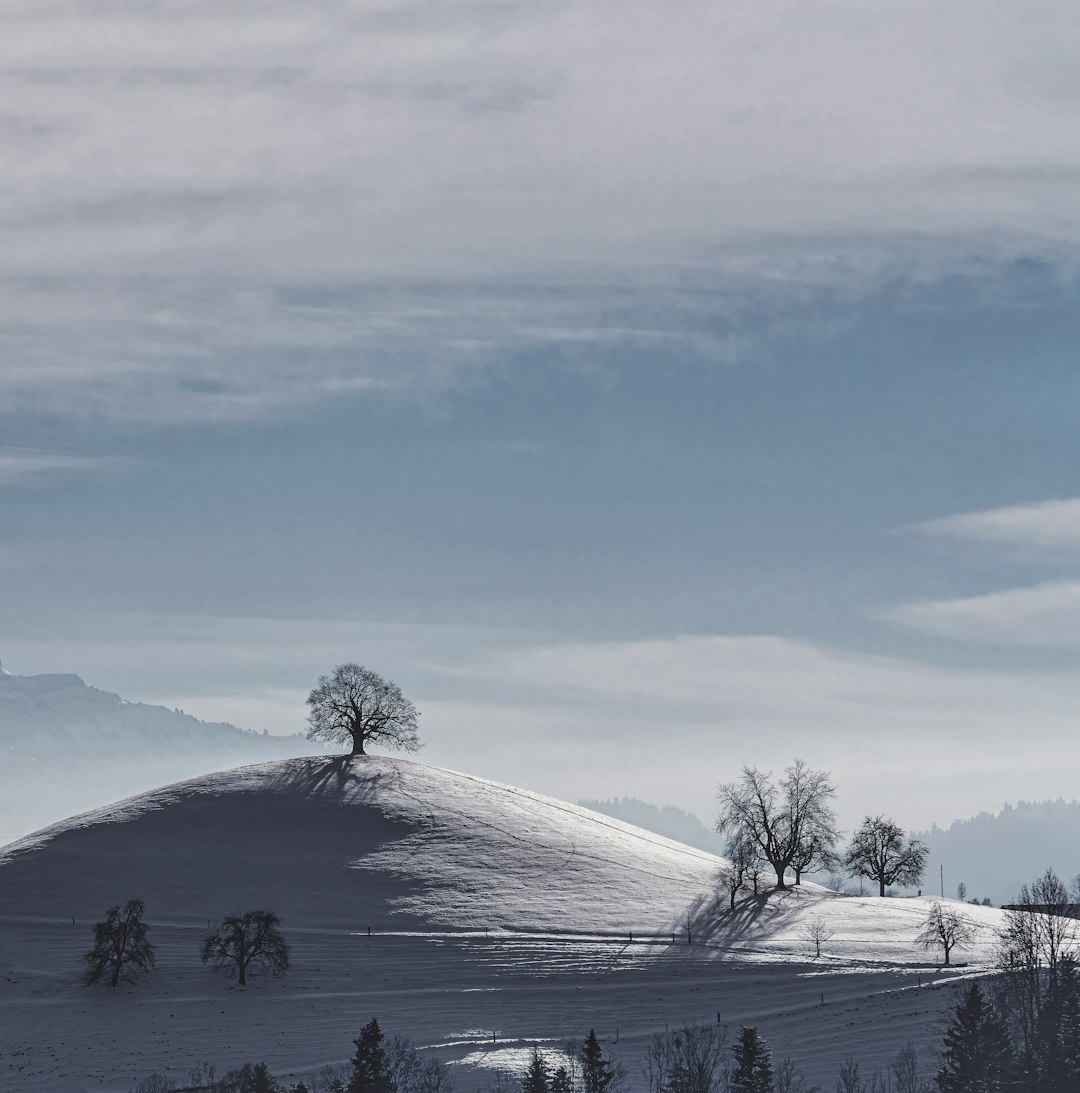 bare trees on snow covered ground under white cloudy sky during daytime