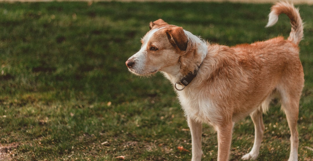 white and brown short coated dog on green grass field during daytime