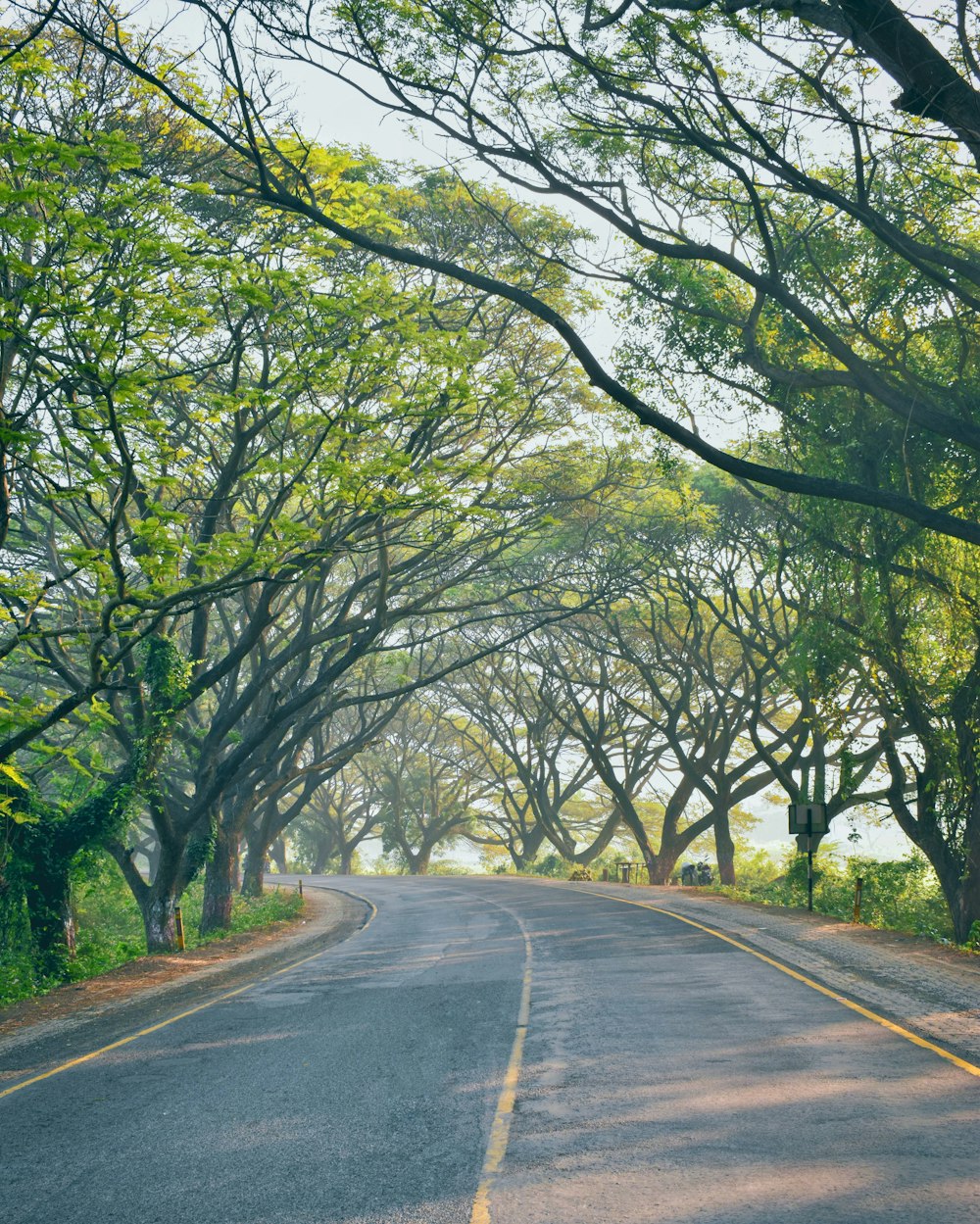 gray concrete road between green trees during daytime