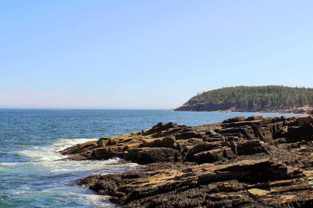 brown rocky shore near green trees during daytime