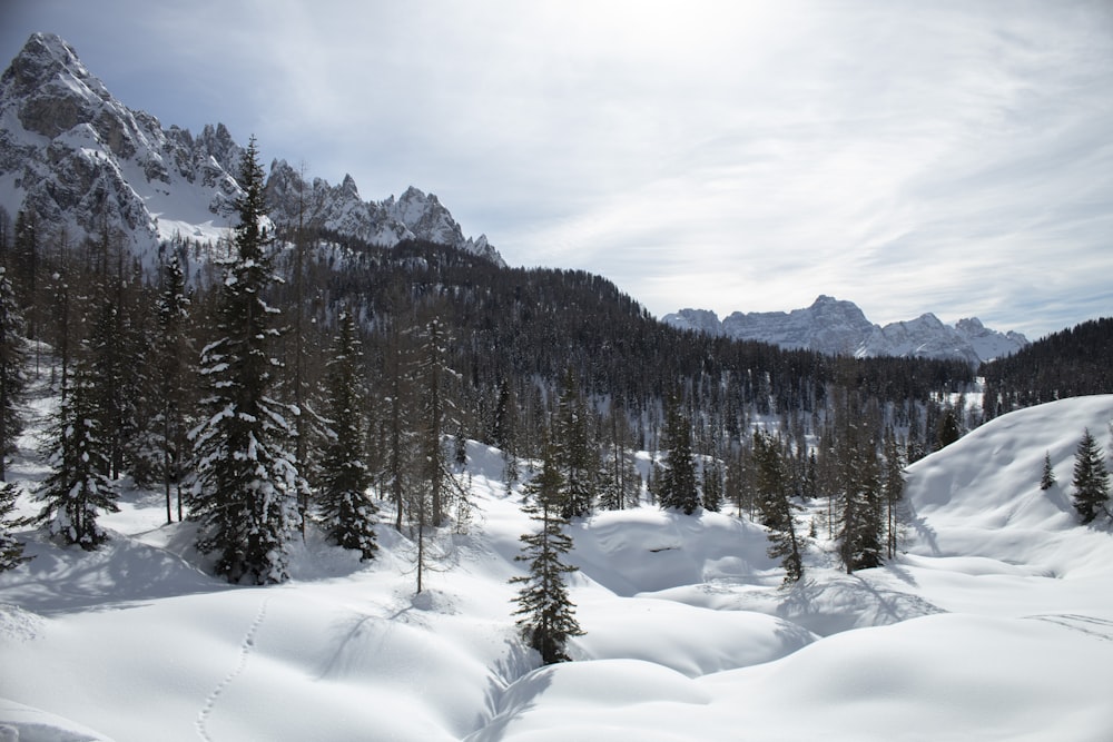 pinos verdes en el suelo cubierto de nieve durante el día