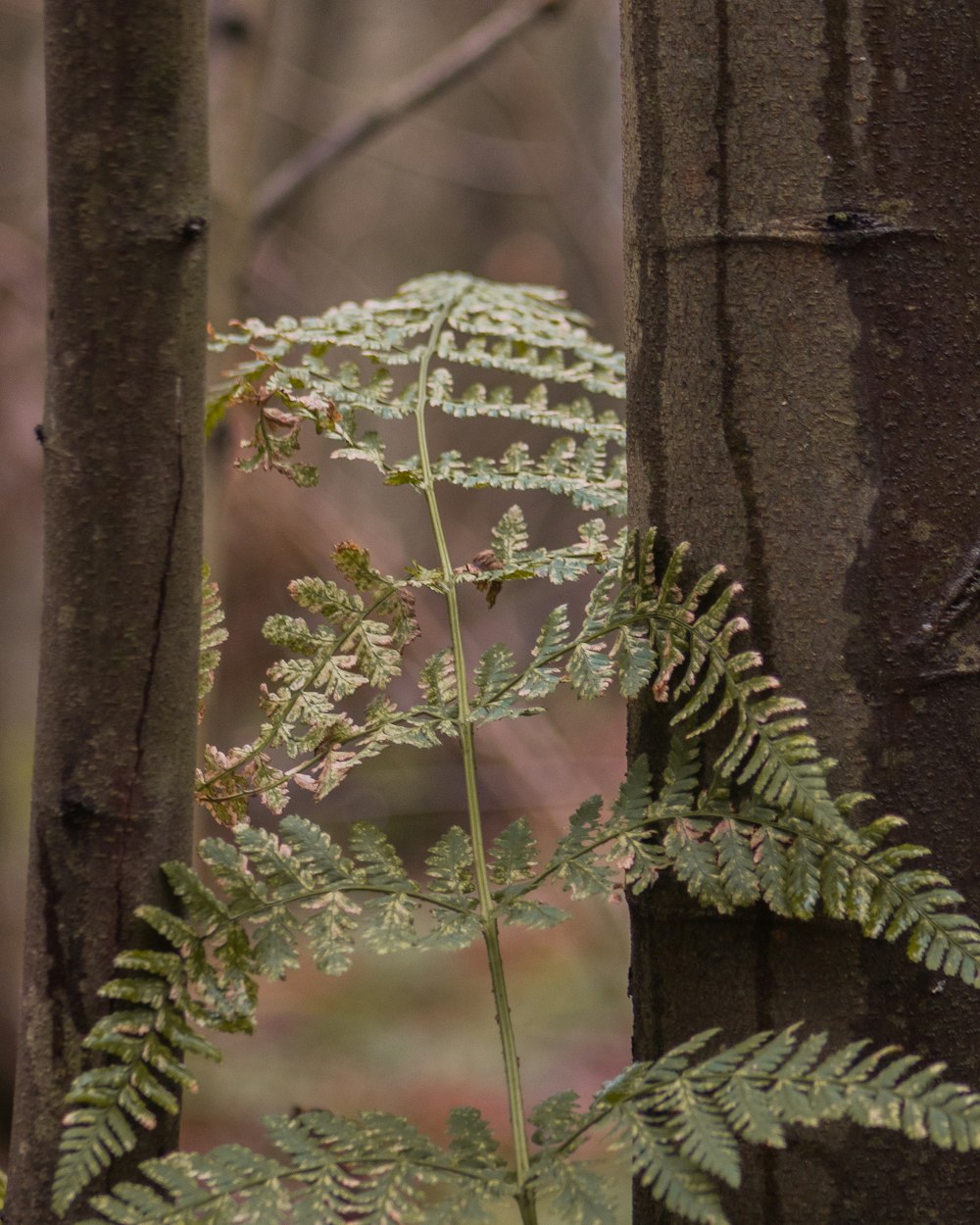 茶色の木の幹に緑のシダ植物