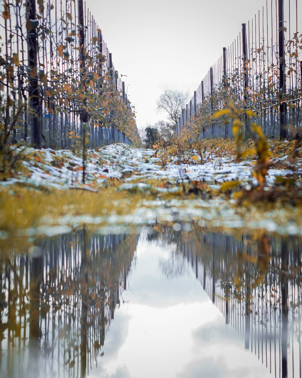 body of water near trees during daytime