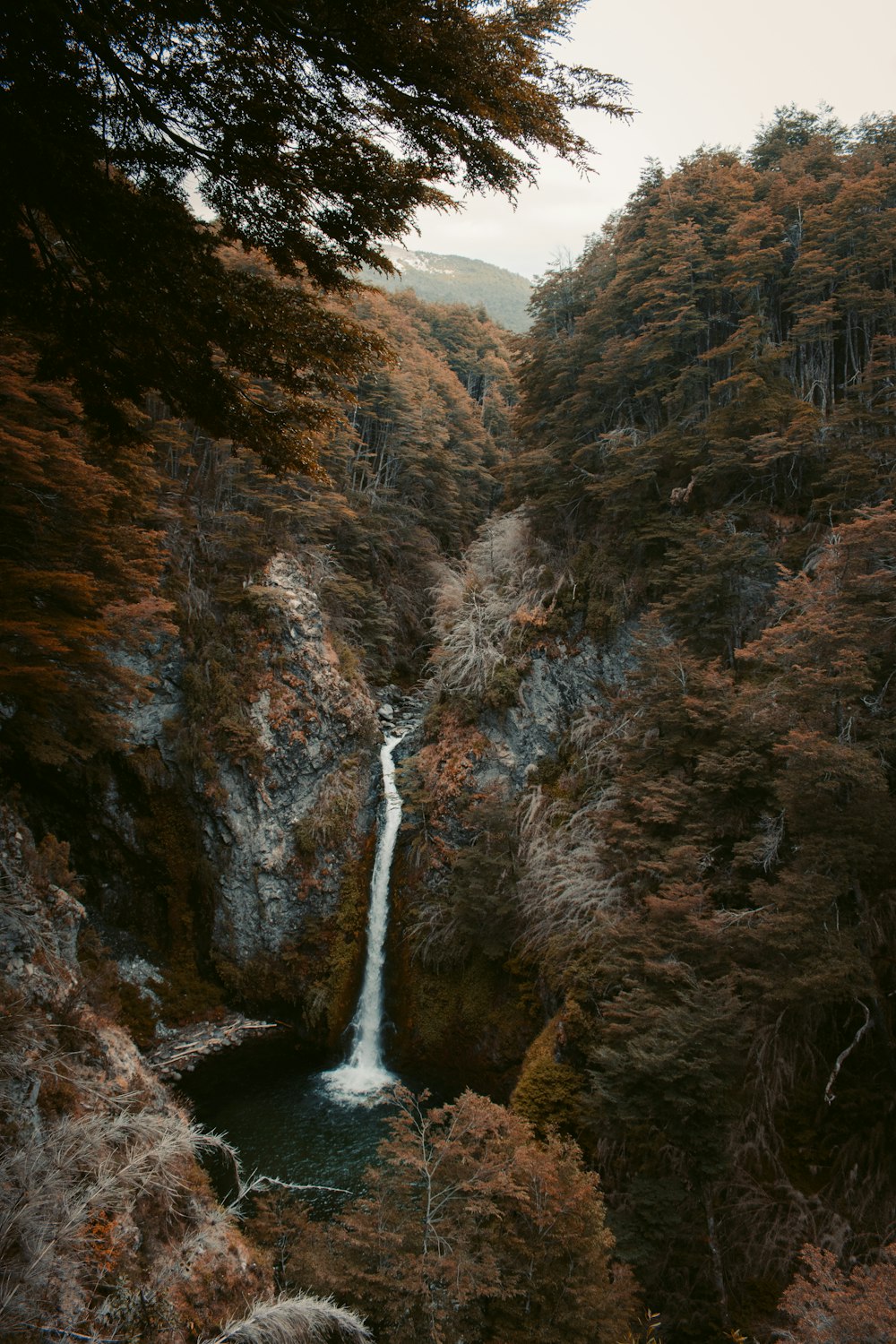 water falls in the middle of brown and green trees