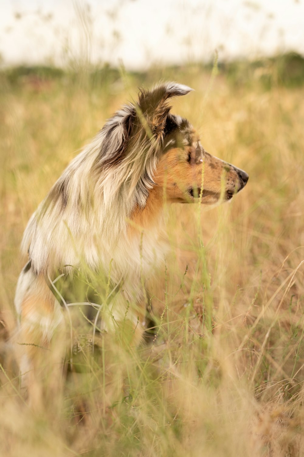 white and brown long coated dog on brown grass field during daytime