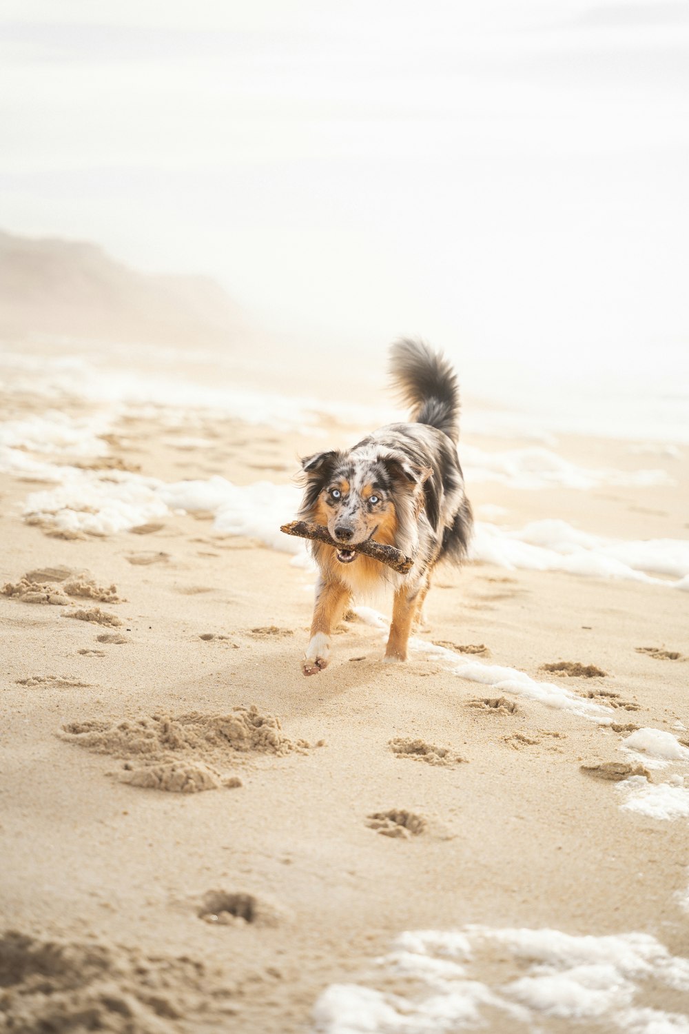 black and white long coated dog on beach during daytime