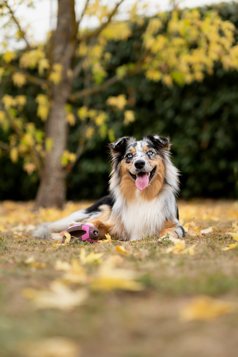 Fearn, a blue merle from our March 2024 litter, lying among autumn leaves