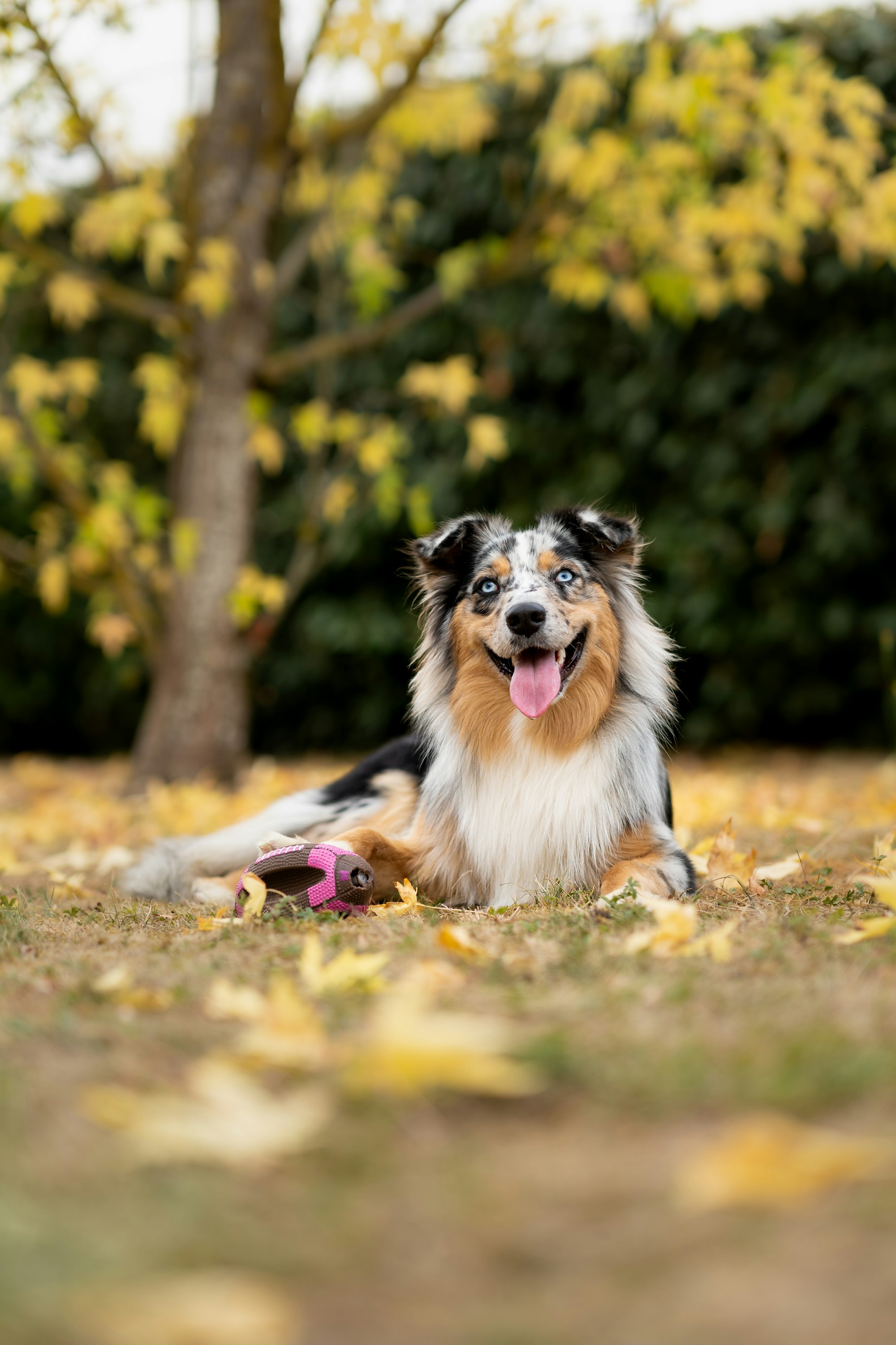 Border Collie Australian Shepherd Mix