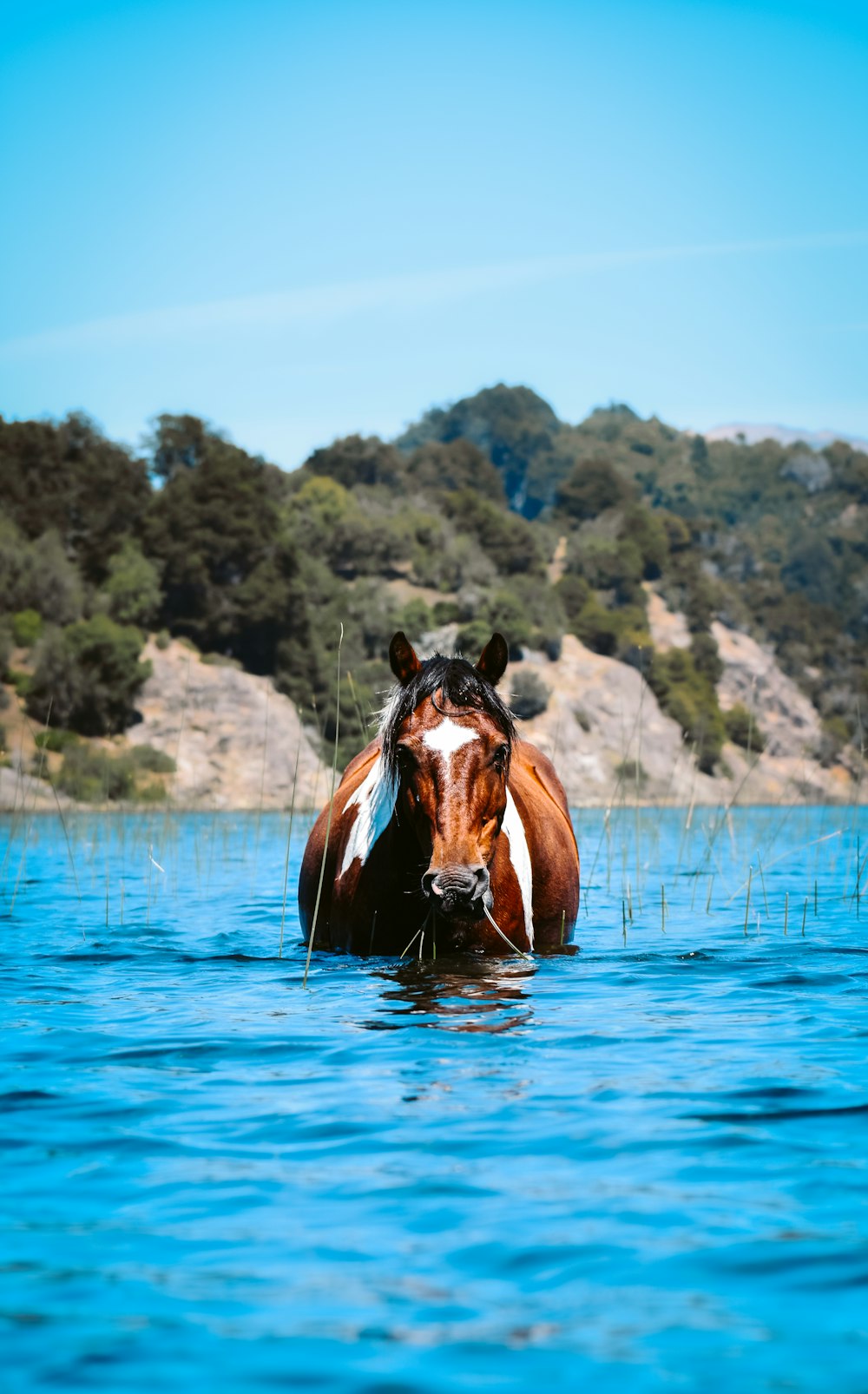 Caballo marrón en el agua durante el día