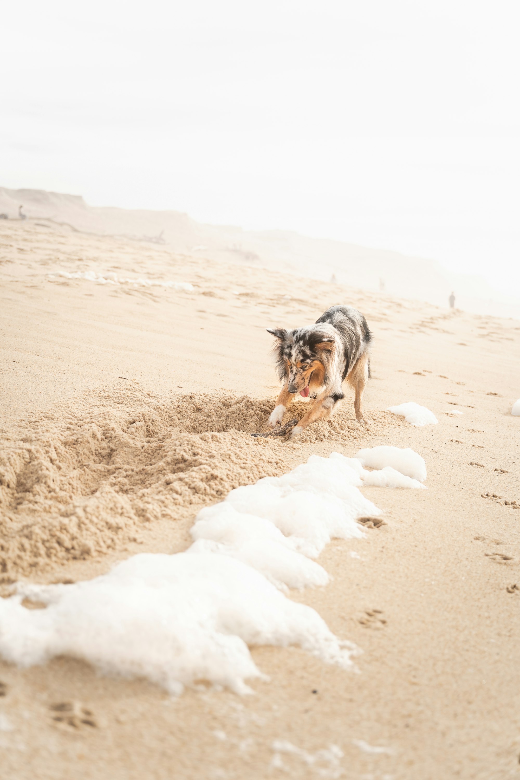 dog digging on the beach