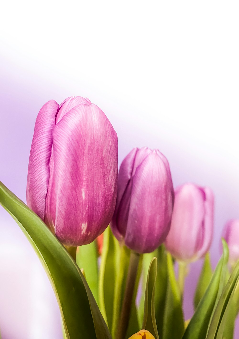 purple tulips in close up photography