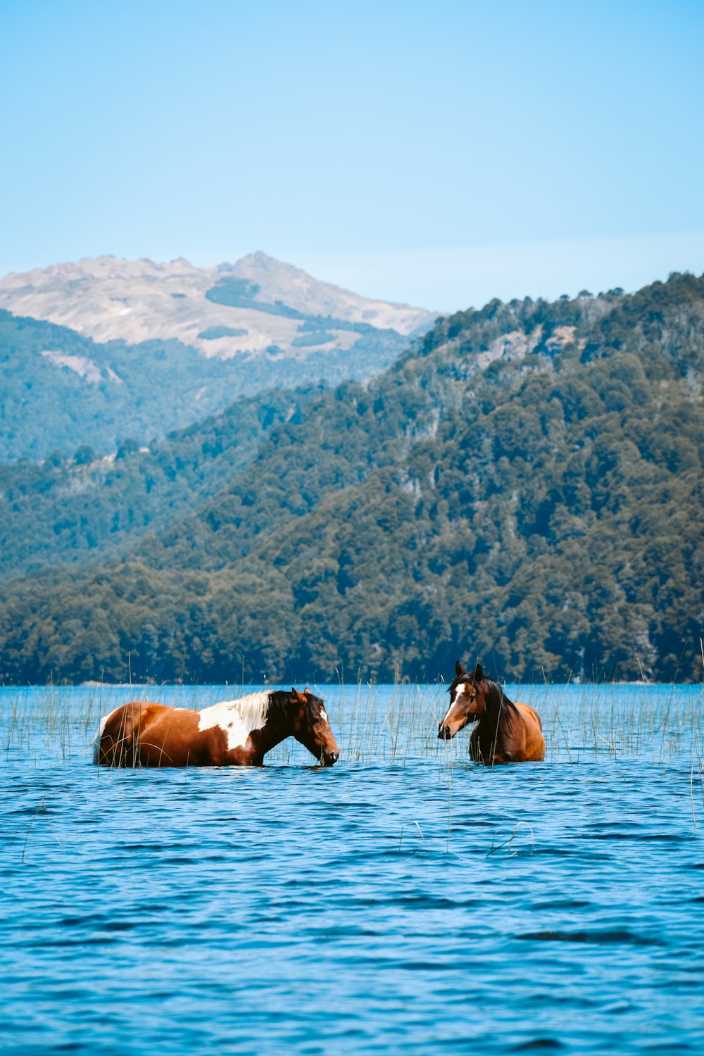 昼間の水上の茶色と白の馬
