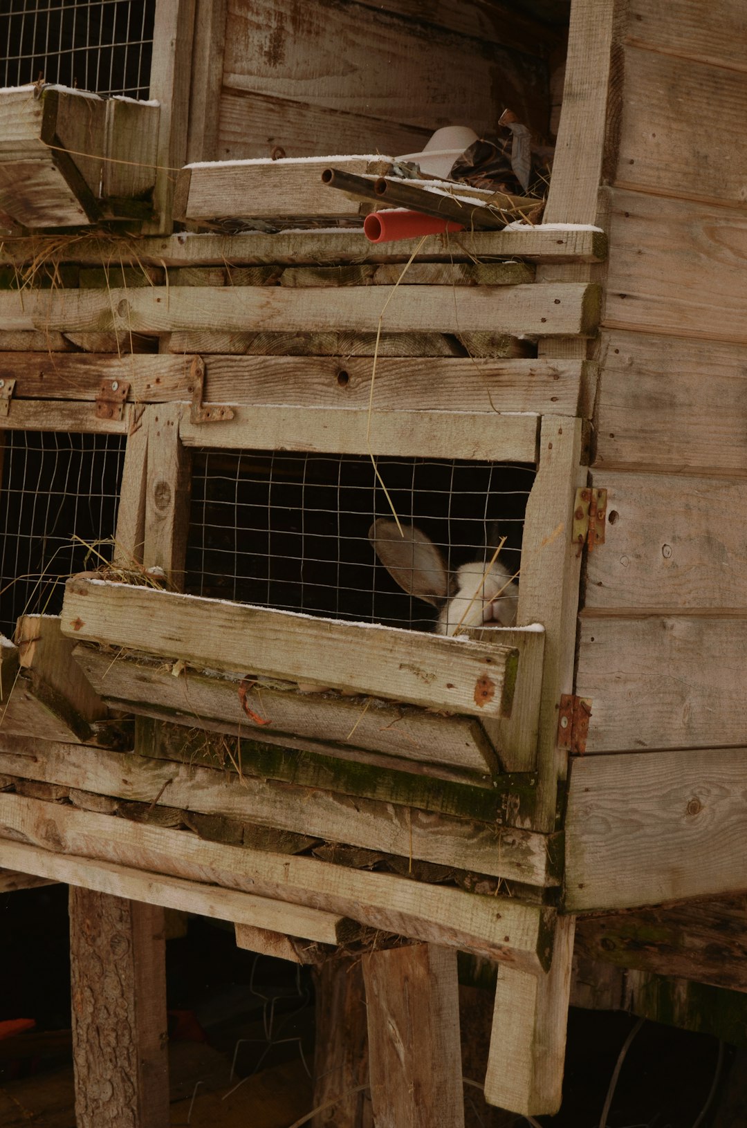 white bird on brown wooden cage