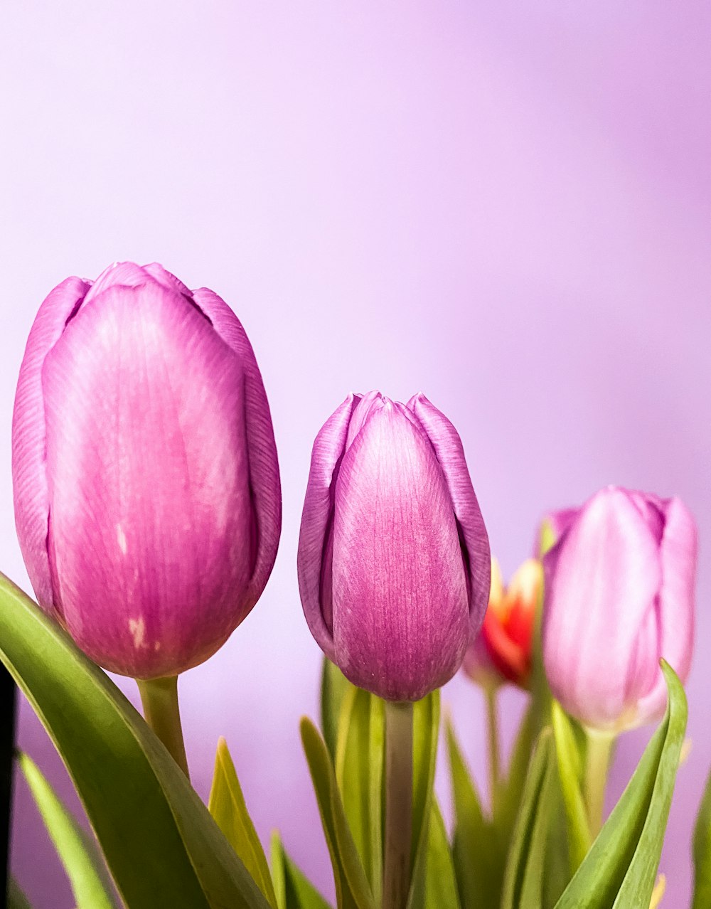 pink tulips in close up photography