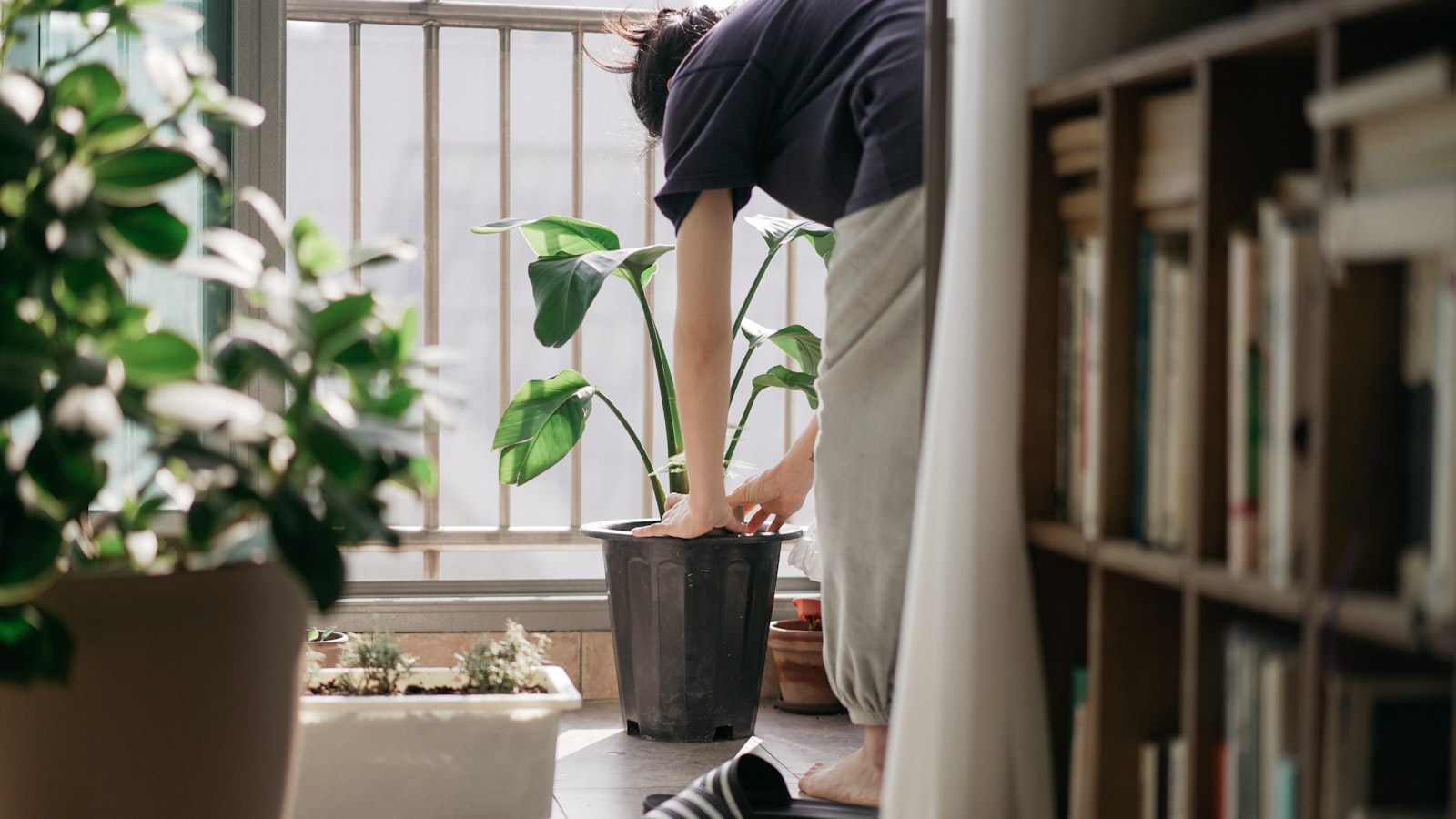 Planting and Caring for Sweet Potato Slips in Grow Bags