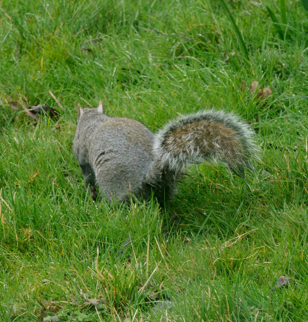 gray squirrel on green grass during daytime