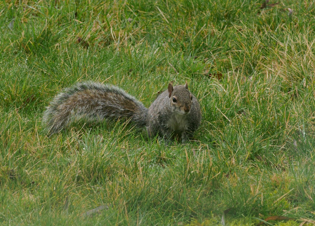 gray squirrel on green grass during daytime
