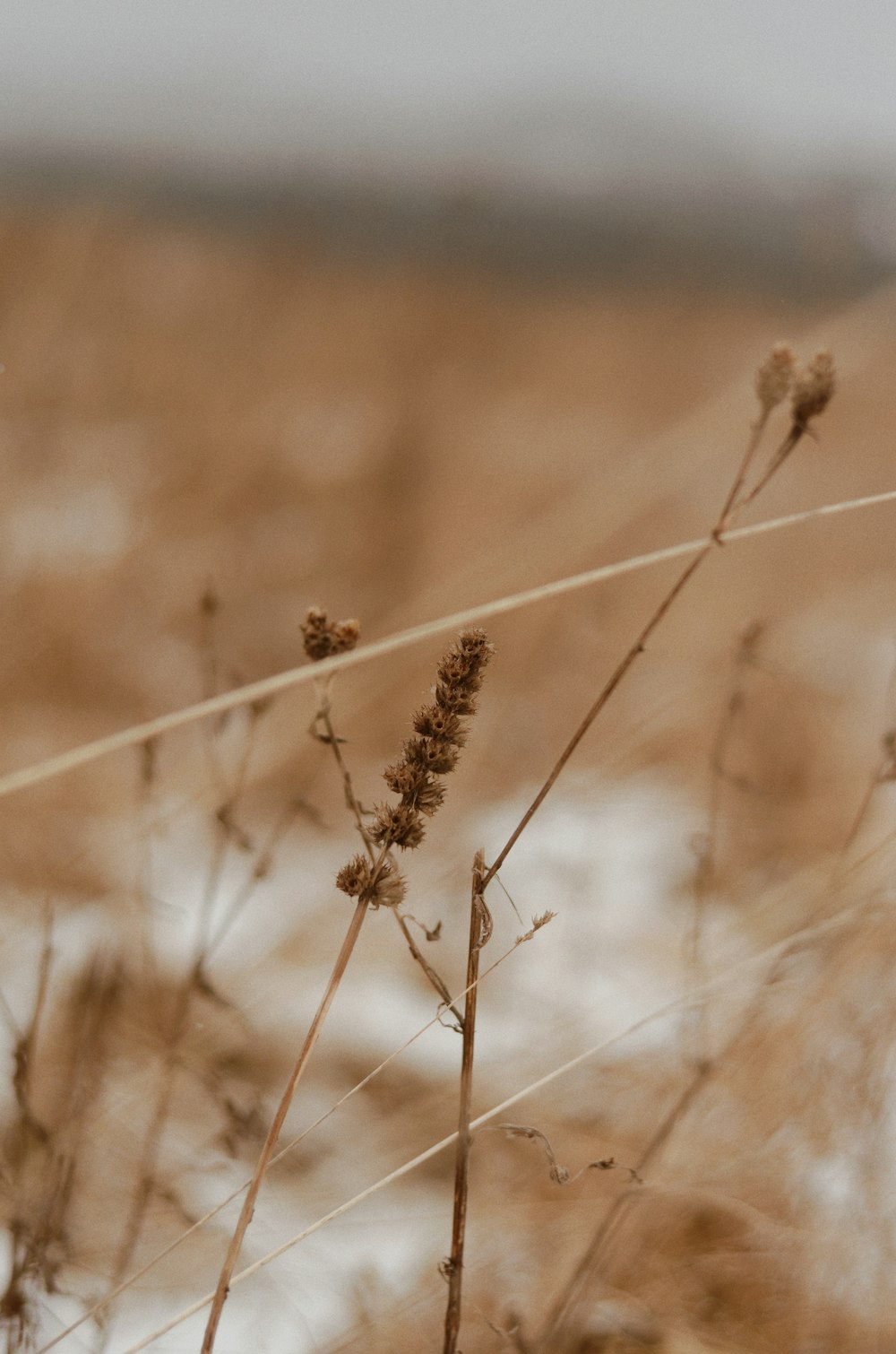 brown wheat in tilt shift lens