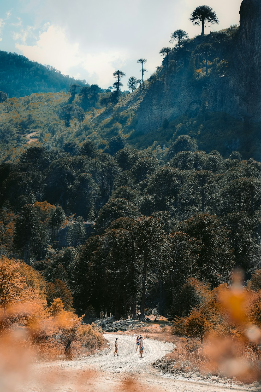 green trees on mountain during daytime