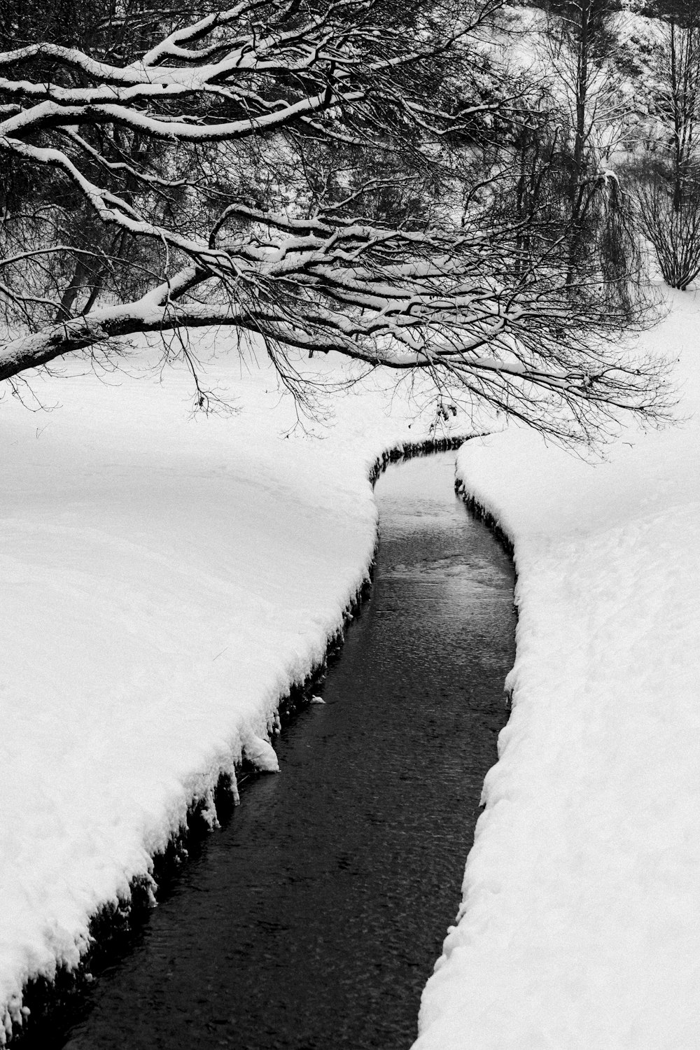 snow covered bare trees during daytime