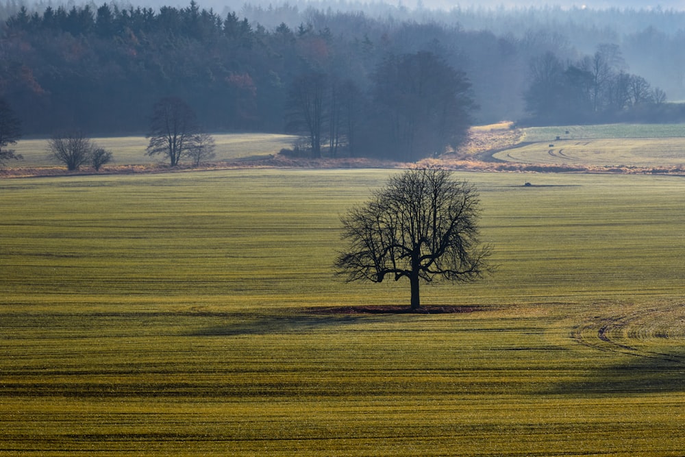 albero nudo sul campo di erba verde durante il giorno