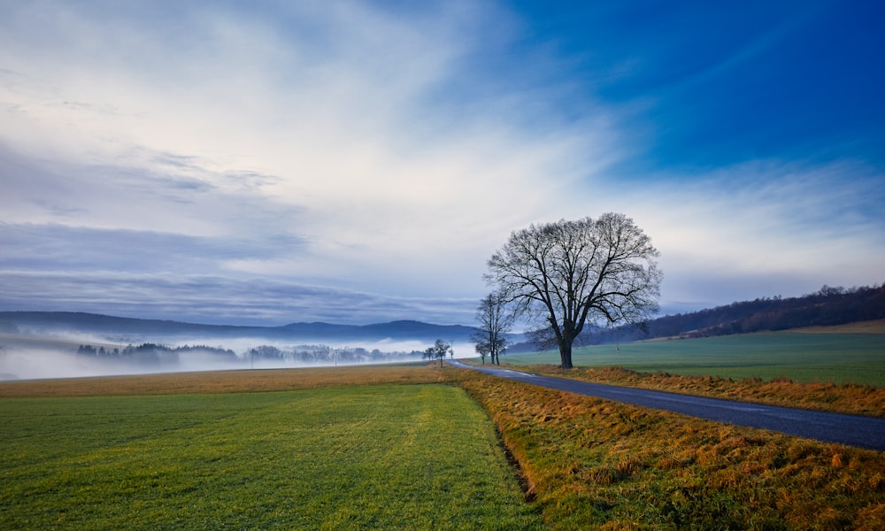 leafless tree on green grass field under blue sky during daytime