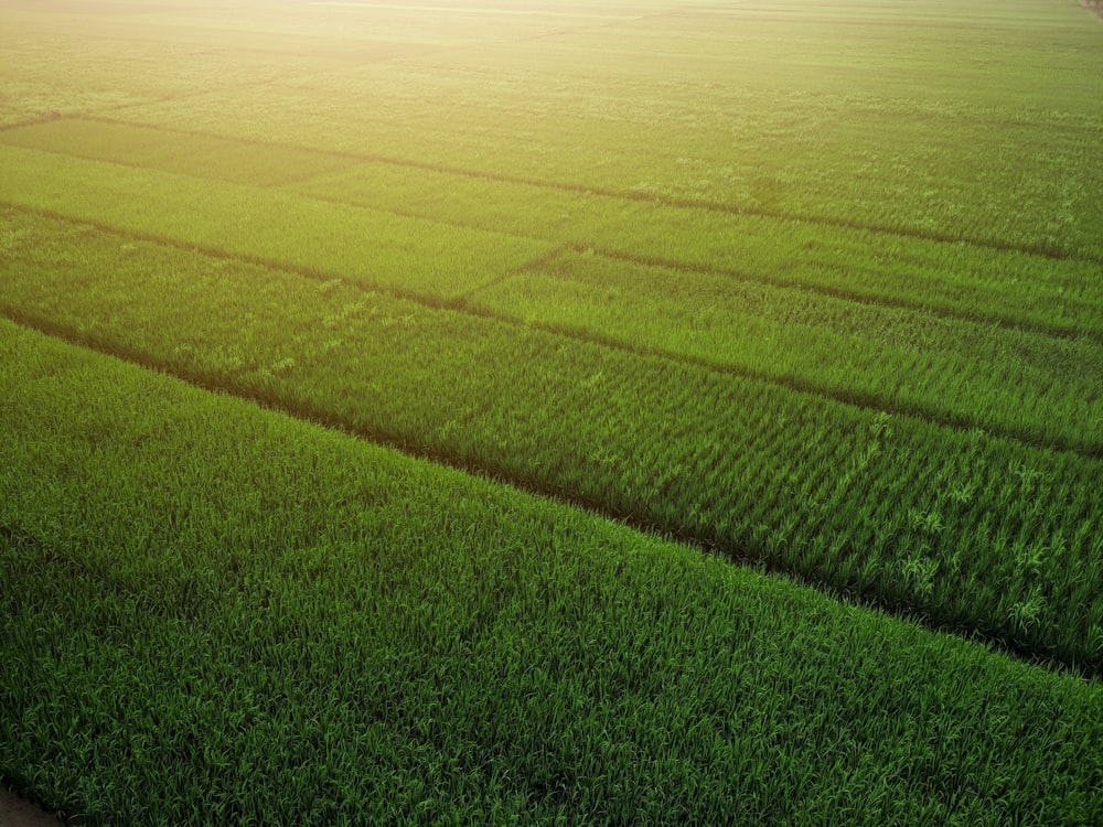 green grass field during daytime