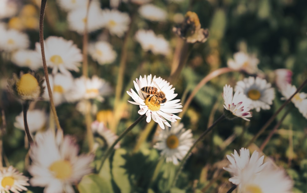 Fleur de marguerite blanche et jaune en fleurs pendant la journée