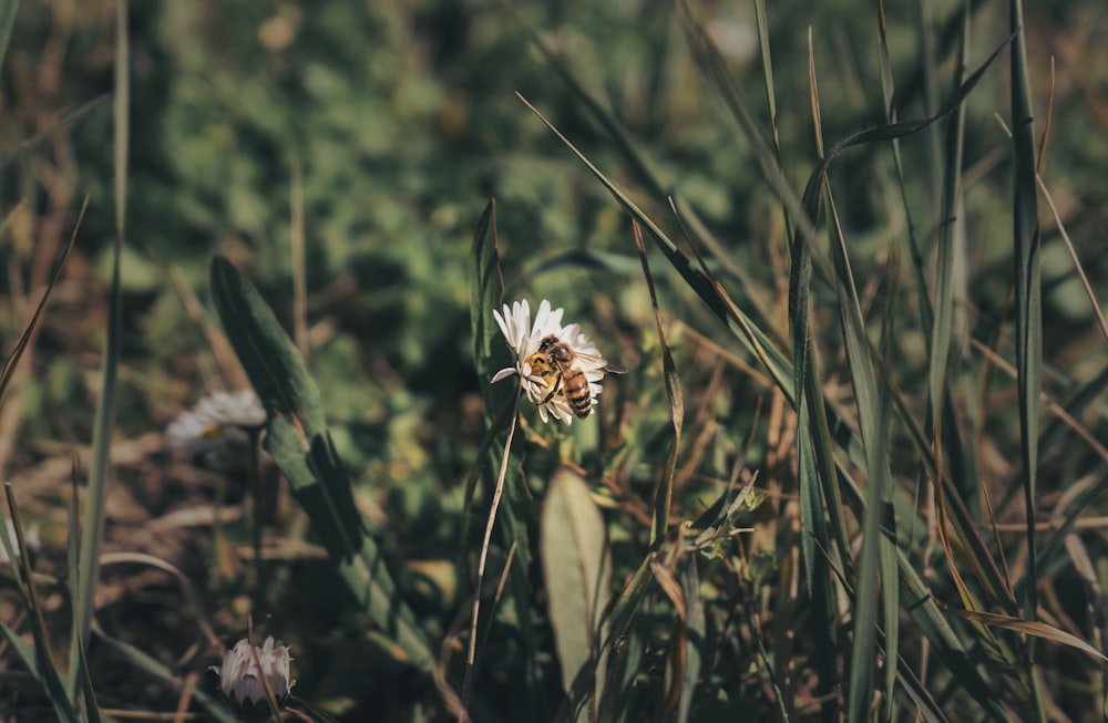 white flower in tilt shift lens