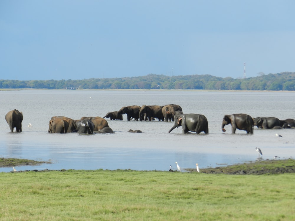 herd of elephants on green grass field during daytime