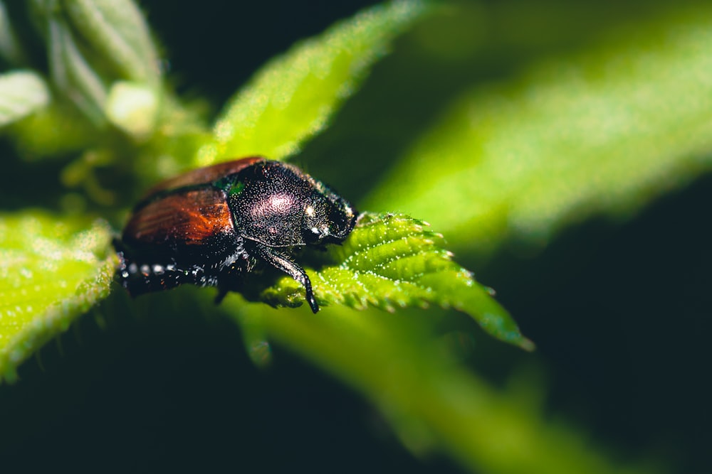black beetle on green leaf in close up photography during daytime