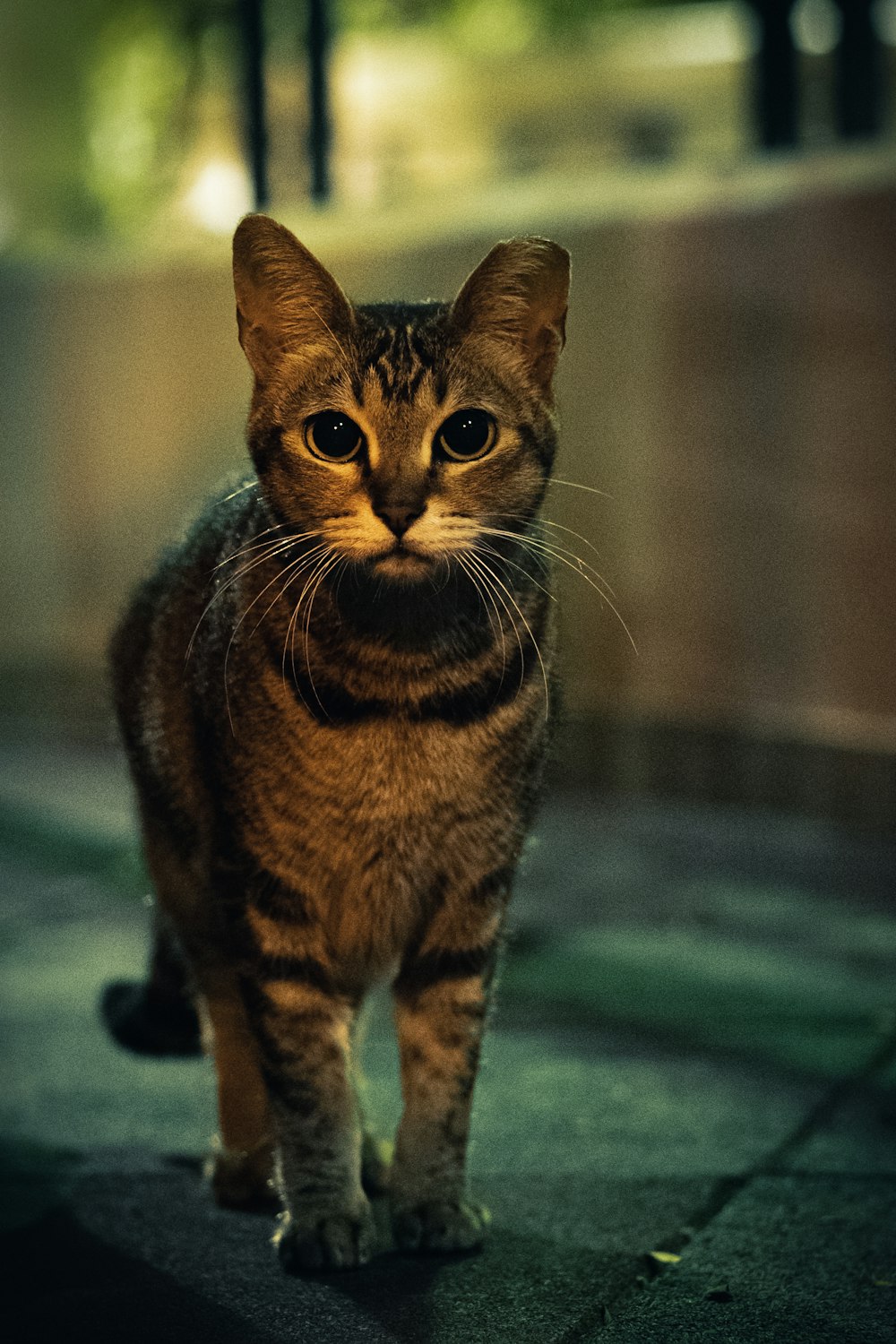 brown tabby cat on blue textile